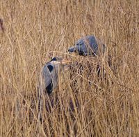 Blauwe Reigers op nest Olde Kene