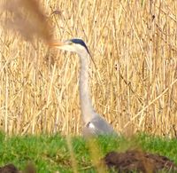 Blauwe reiger Olde Kene