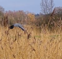 Blauwe reiger vliegend Olde Kene