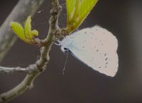 Boomblauwtje Holtingerveld