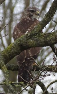 Buizerd Alteveerstraat rug