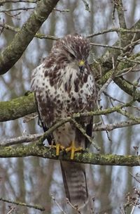 Buizerd Alteveerstraat