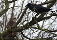 Buizerd met kraai 2