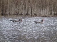 Grauwe gans Oude Beekdal 7-3-24