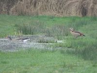 Nijlgans en Grauwe gans Oude Beekdal 7-3-24