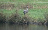 Grauwe gans Oude Beekdal 7-3-24