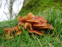 Fluweelpootje Zuiderpark