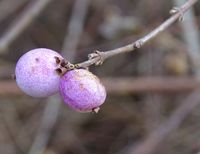 Symphoricarpos x chenaultii (S. microphyllus x S. orbiculatus)